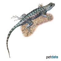 Western Fence Lizard (Sceloporus occidentalis)