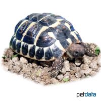 Western Hermann's Tortoise (Testudo hermanni hermanni)