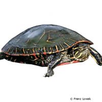 Western Painted Turtle (Chrysemys picta belli)