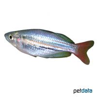Western Rainbowfish (Melanotaenia australis)