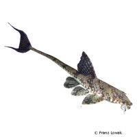 Whiptail Catfish (Dasyloricaria filamentosa)