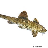 Whiptail Catfish (Rineloricaria beni)