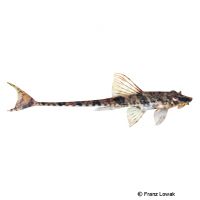 Whiptail Catfish (Rineloricaria microlepidogaster)