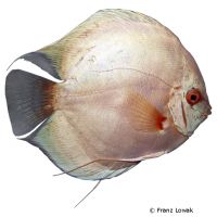 White Albino Discus (Symphysodon aequifasciatus var.)