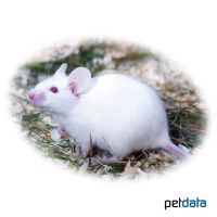 White Albino House Mouse (Mus musculus f. dom. 'White Albino')