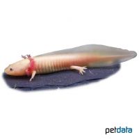 White Axolotl (Ambystoma mexicanum 'White')