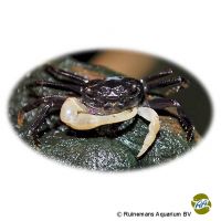 White Claw Vampire Crab (Geosesarma sp. 'Borneo')