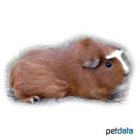 White Crested Guinea Pig (Cavia porcellus 'Crested')