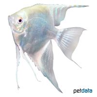 White Diamond Angelfish (Pterophyllum scalare var.)