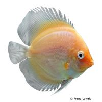 White Diamond Discus (Symphysodon aequifasciatus var.)