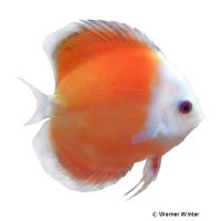 White Face Red Melon Discus (Symphysodon aequifasciatus var.)