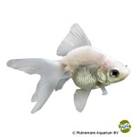 White Fantail Goldfish (Carassius auratus auratus)