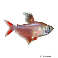 White Fin Rosy Tetra (Hyphessobrycon rosaceus 'White Fin')