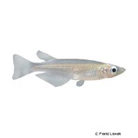White Japanese Ricefish (Oryzias latipes 'White')