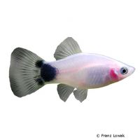 White Mickey Mouse Platy (Xiphophorus maculatus var.)