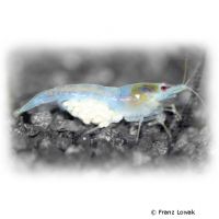 White Pearl Shrimp (Neocaridina palmata var. 'White Pearl')