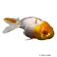 White Ranchu Fancy Goldfish (Carassius auratus auratus)