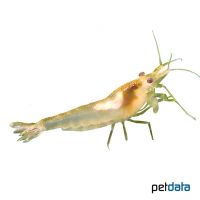 White Shrimp (Neocaridina sp. 'White')