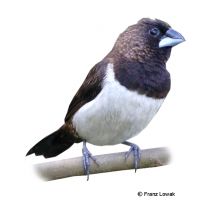 White-rumped Munia (Lonchura striata)