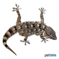 White-spotted Wall Gecko (Tarentola annularis)