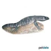 White-throated Monitor (Varanus albigularis)