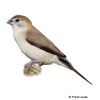 White-throated Munia (Euodice malabarica)