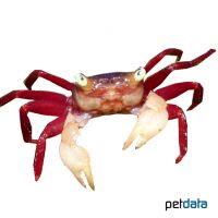 Whitearm Mandarin Crab (Geosesarma cf. notophorum)