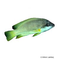 Whitebelly Lamprologus (Neolamprologus mustax)