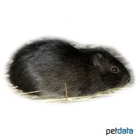 Wild colored Guinea Pig (Cavia porcellus 'Wild colored')