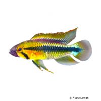 Wilhelm's Dwarf Cichlid (Apistogramma sp. 'Wilhelmi')