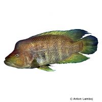 Wolf Cichlid (Parachromis dovii)