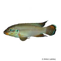 Wouri Striped Kribensis (Pelvicachromis drachenfelsi)