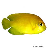 Yellow Angelfish (Centropyge heraldi)