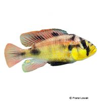 Yellow Belly Albert (Haplochromis aeneocolor 'Yellow Belly')