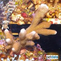 Yellow Finger Coral (SPS) (Porites cylindrica)