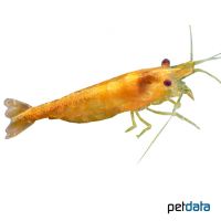Yellow Fire Shrimp (Neocaridina sp. 'Yellow Fire')