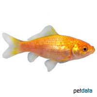Yellow Goldfish (Carassius auratus)