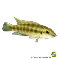 Yellow Kribensis Boffa (Wallaceochromis humilis 'Boffa')