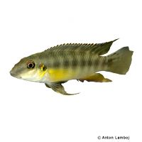 Yellow Kribensis Kolente (Wallaceochromis humilis 'Kolente')