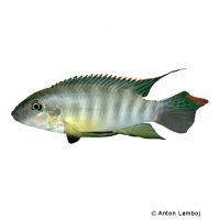 Yellow Kribensis (Wallaceochromis humilis)