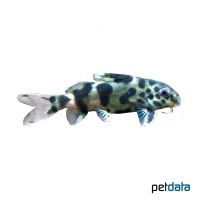 Yellow Marbled Synodontis (Synodontis schoutedeni)