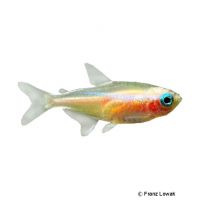 Yellow Neon Tetra (Paracheirodon innesi 'Mon Cheri')