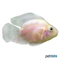 Yellow Parrot Cichlid (Cichlidae sp. 'Yellow Parrot')