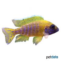 Yellow Peacock Cichlid Nkhomo (Aulonocara baenschi 'Nkhomo')