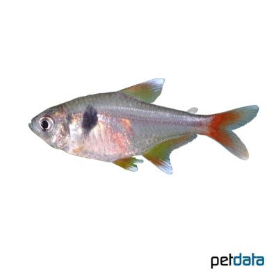 Yellow Phantom Tetra (Hyphessobrycon roseus) - Pet Wiki