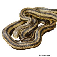 Yellow Ratsnake (Pantherophis obsoletus)