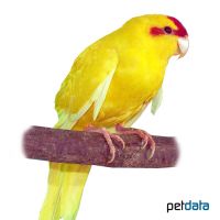 Yellow Red-fronted Parakeet (Cyanoramphus novaezelandiae 'Yellow')