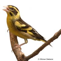 Yellow-breasted Greenfinch (Chloris spinoides)