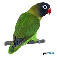 Yellow-collared Lovebird (Agapornis personatus)