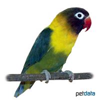 Yellow-collared Lovebird Olive (Agapornis personatus 'Olive')